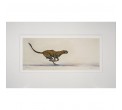 Limited Edition Cheetah Print: Running Cheetah by Jonathan Sanders