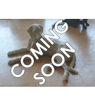 Bronze Dog Sculpture: Lying Labrador by Sue Maclaurin