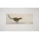 Limited Edition Cheetah Print: Running Cheetah by Jonathan Sanders