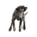 Bronze Meerkat Sculpture: Meerkat Daisy by Jonathan Sanders