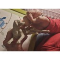 Bronze Dog Sculpture: Lying Labrador by Sue Maclaurin