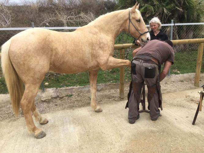 Standing Horse sculpture customer review photograph